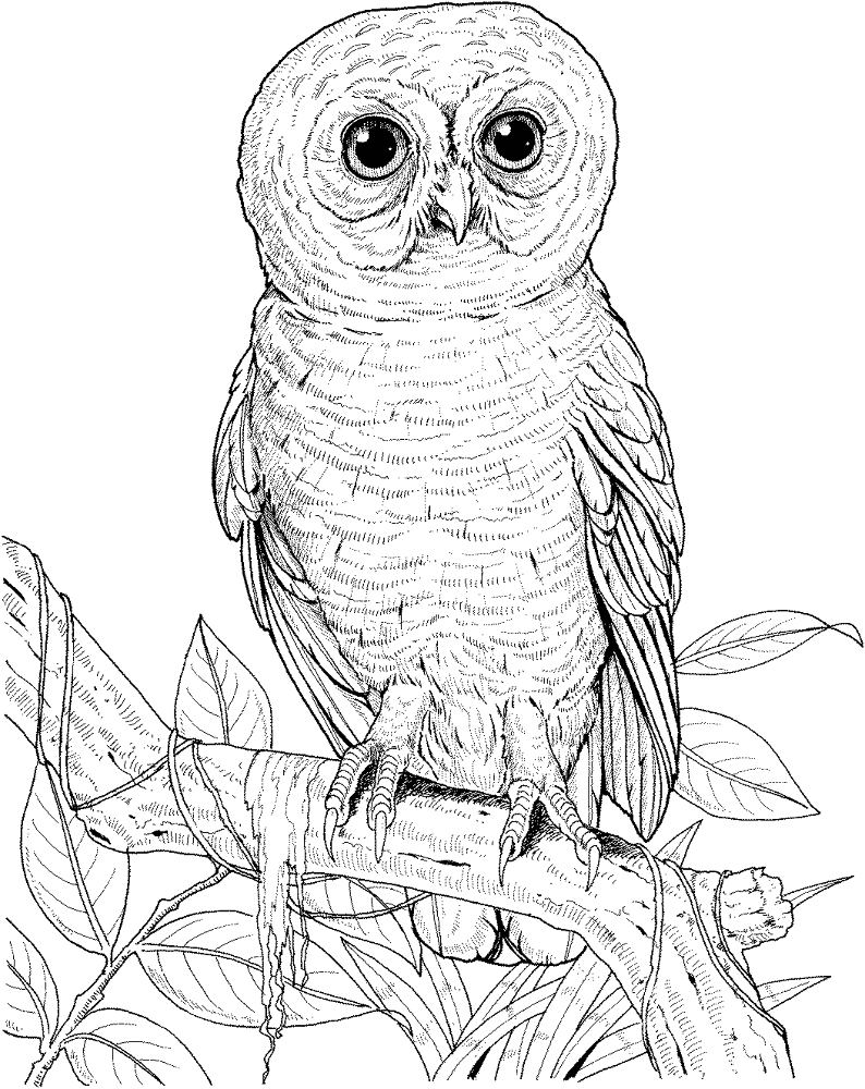 Desenho de Corujas para colorir e imprimir: número 22