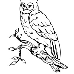 Desenho de Corujas para colorir