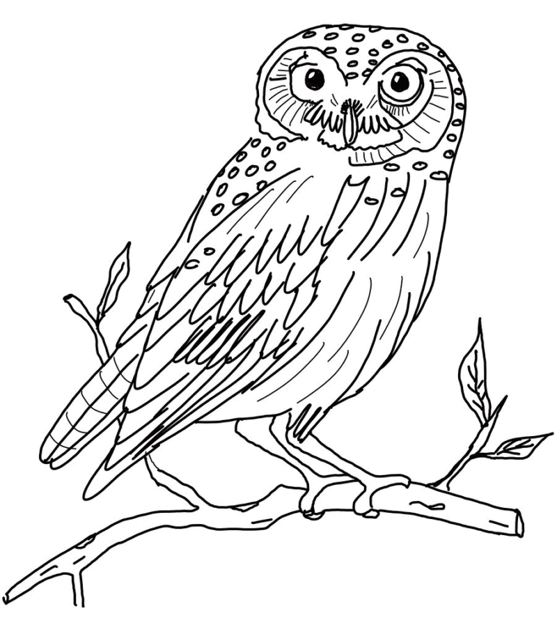 Desenho de Corujas para colorir