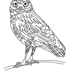 Desenho de Corujas para colorir
