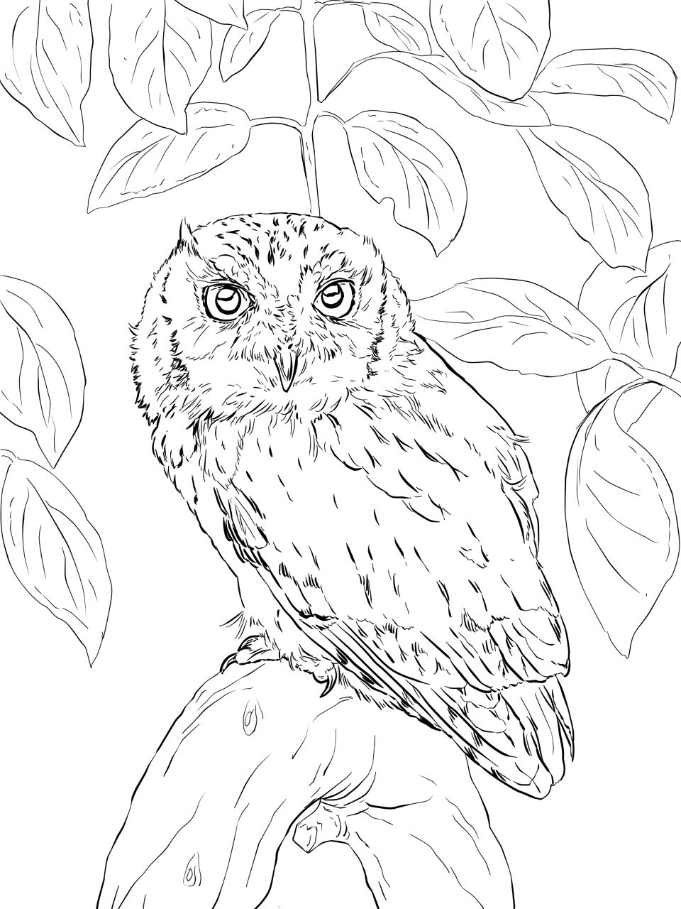 Desenho de Corujas para colorir