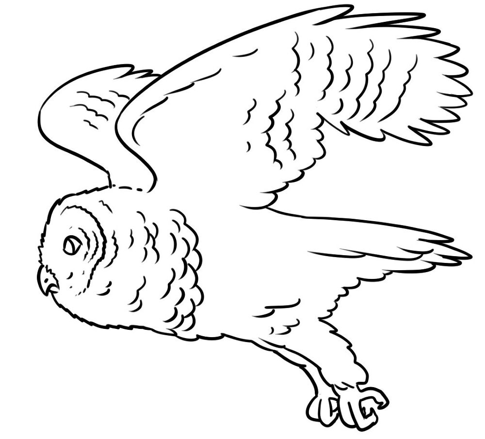 Desenho de Corujas para colorir