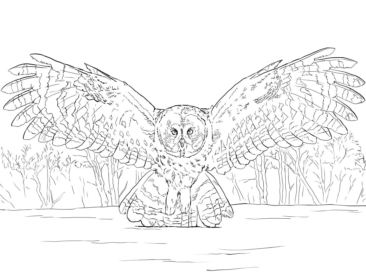 Desenho de Corujas para colorir