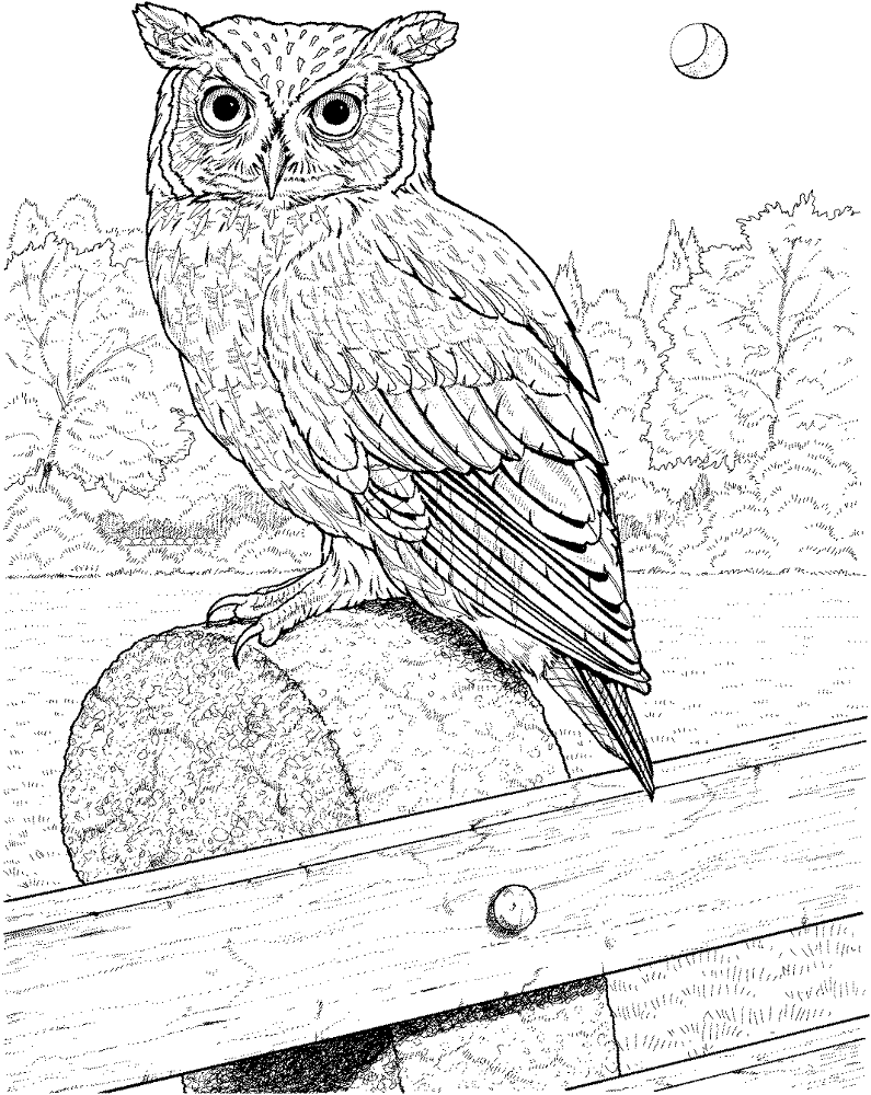 Desenho de Corujas para colorir