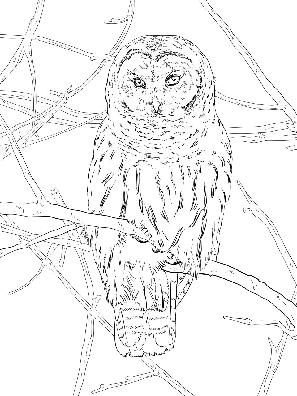Desenho de Corujas para colorir