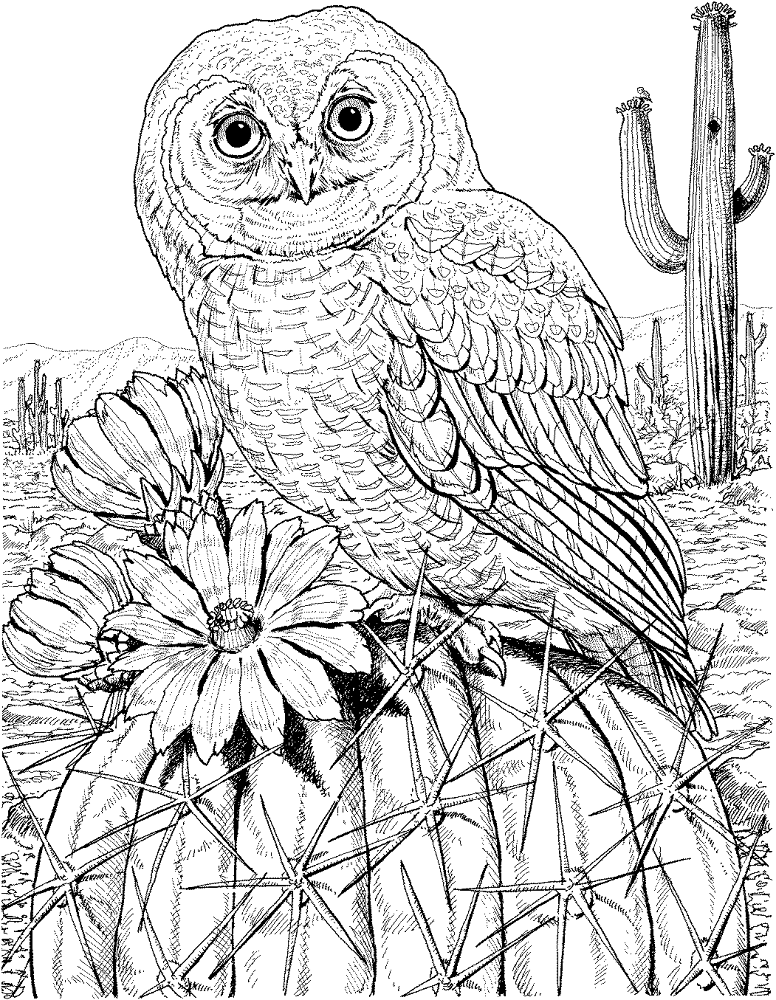 Desenho de Corujas para colorir