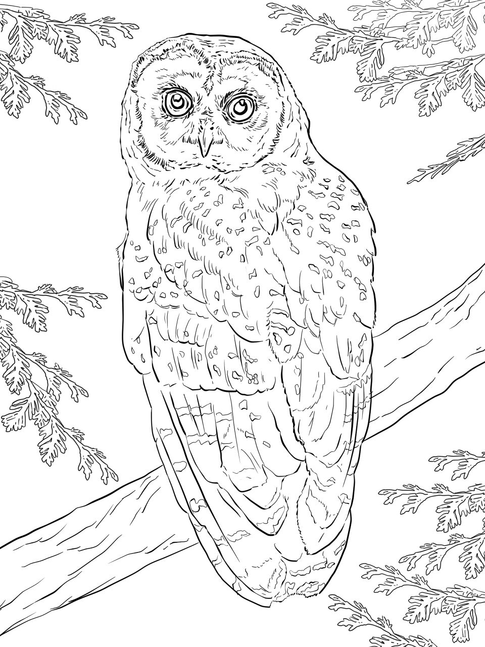Desenho de Corujas para colorir