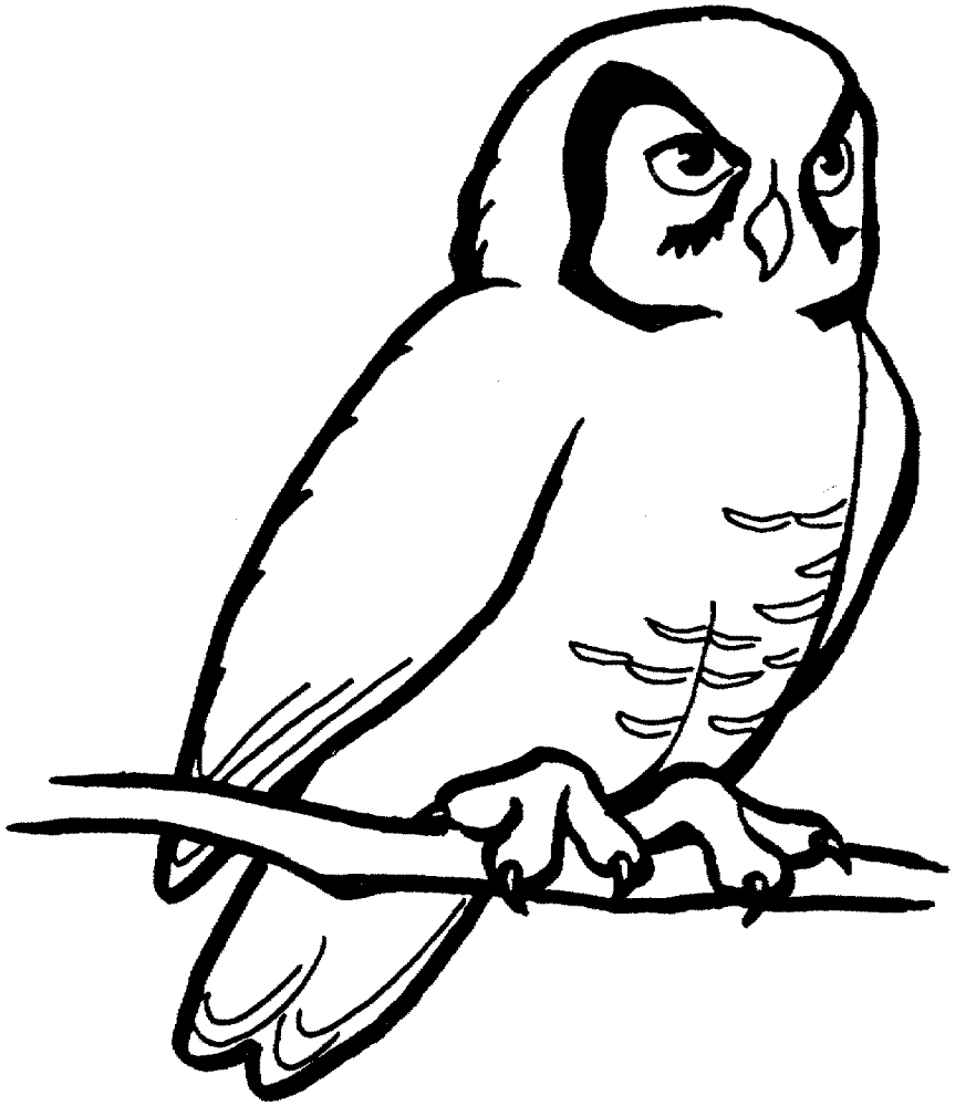 Desenho de Corujas para colorir