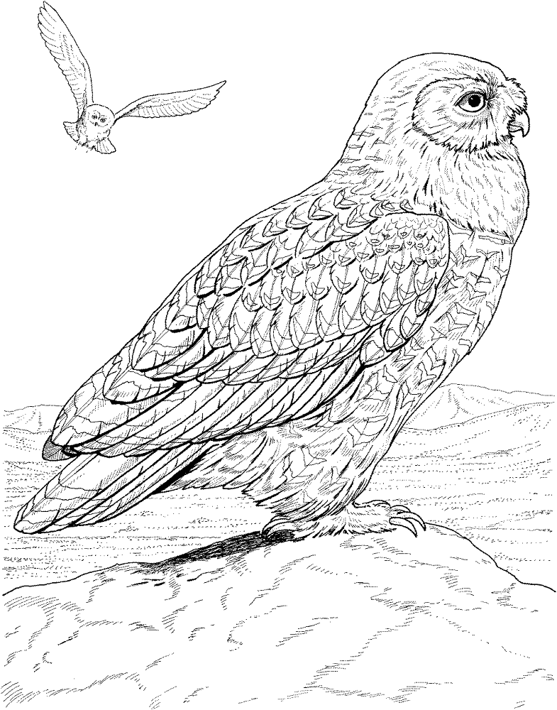 Desenho de Corujas para colorir