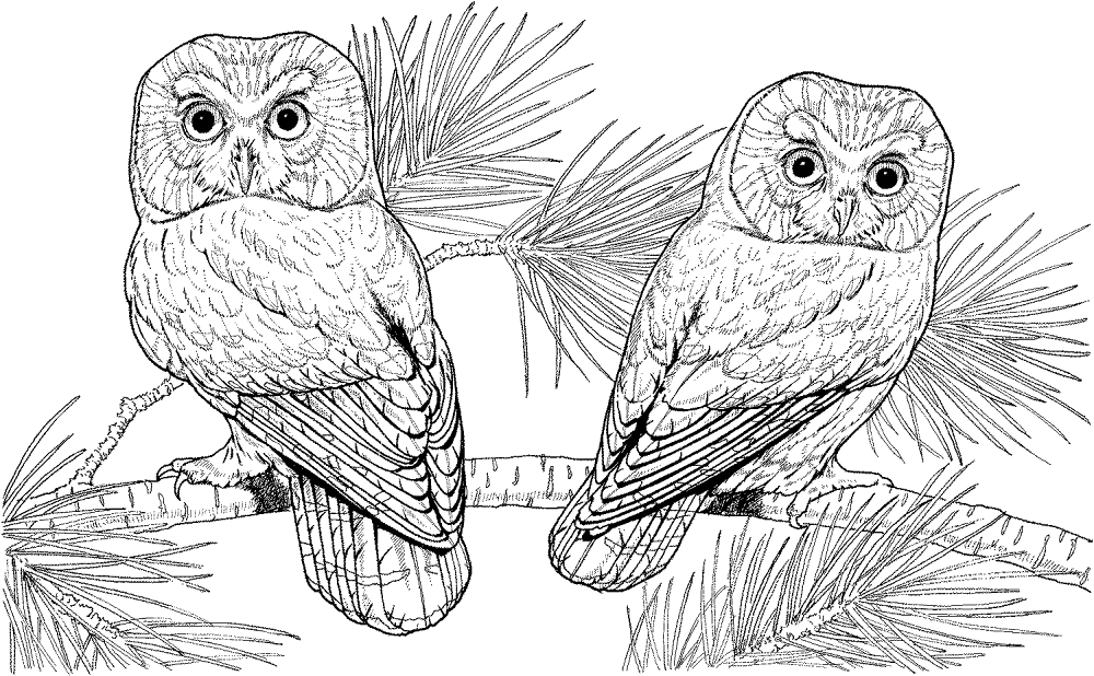 Desenho de Corujas para colorir