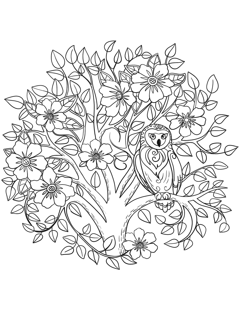 Desenho de Corujas para colorir