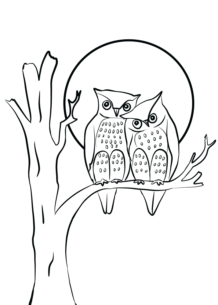 Desenho de Corujas para colorir
