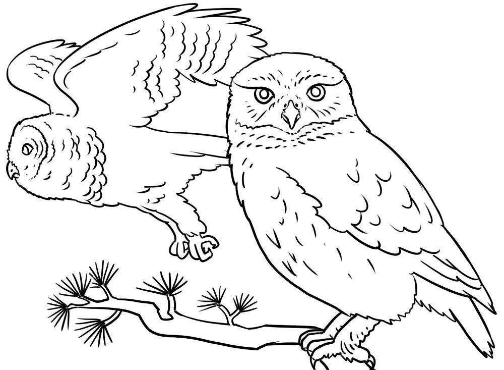 Desenho de Corujas para colorir