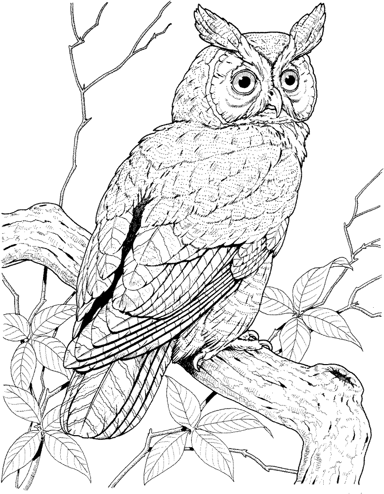 Desenho de Corujas para colorir
