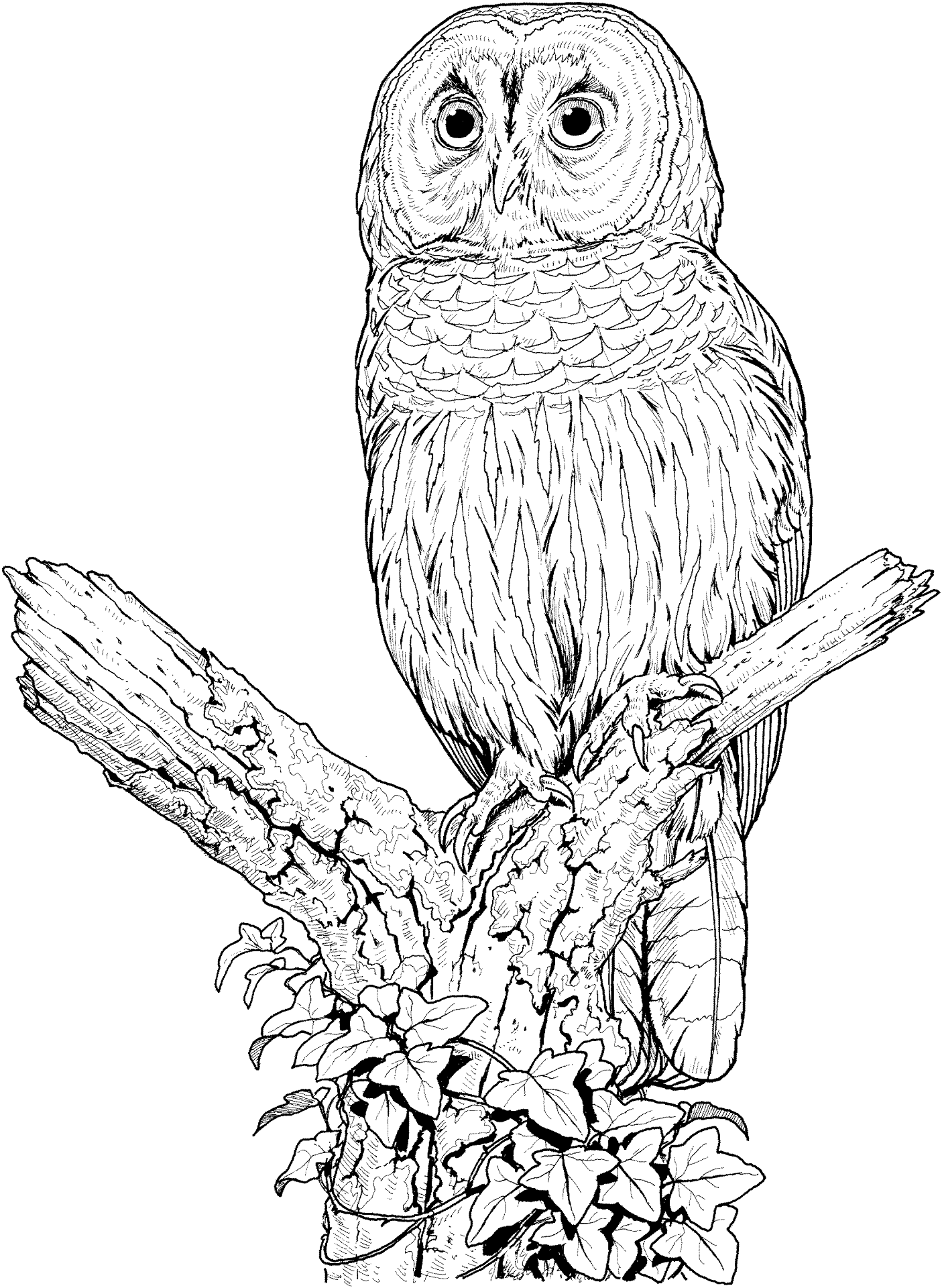Desenho de Corujas para colorir