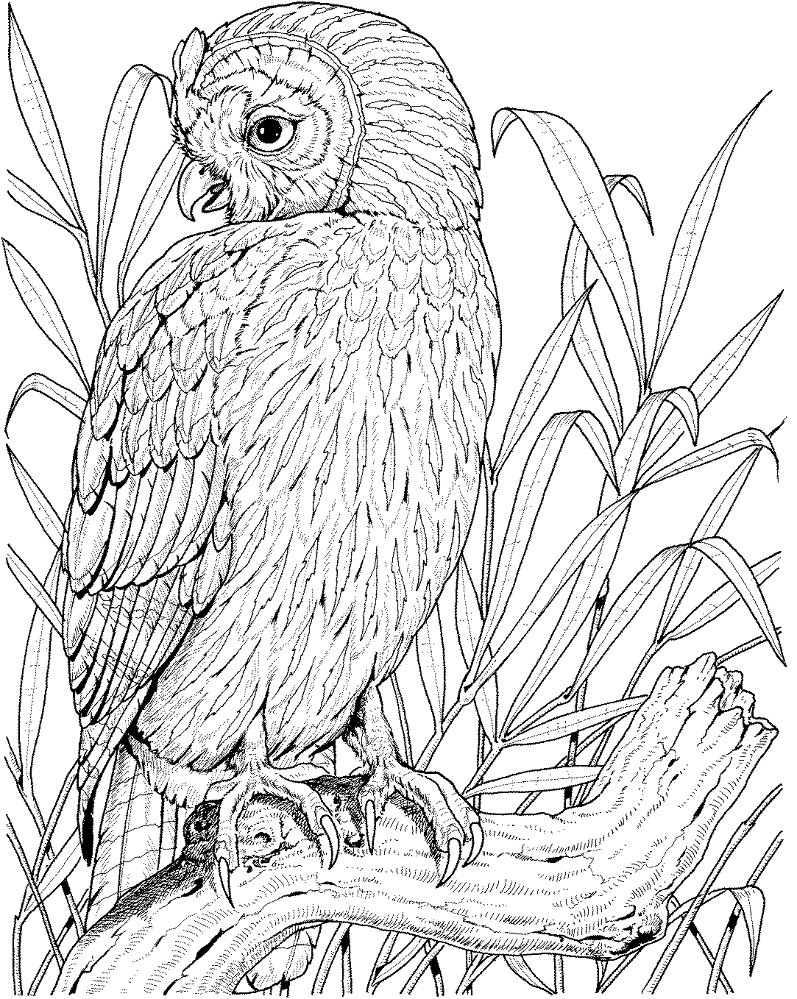 Desenho de Corujas para colorir