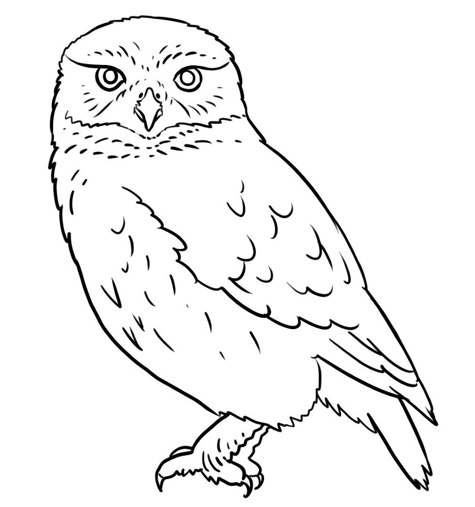 Desenho de Corujas para colorir