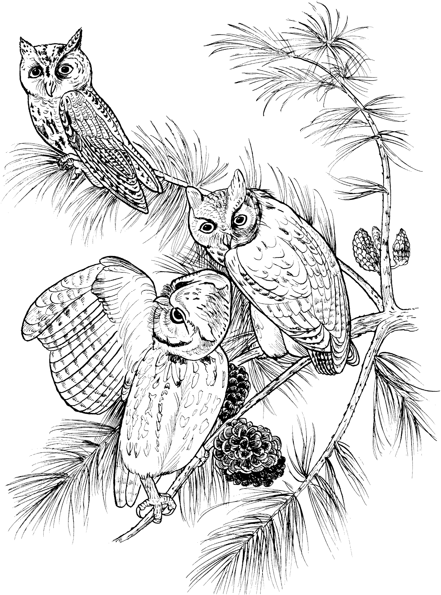 Desenho de Corujas para colorir