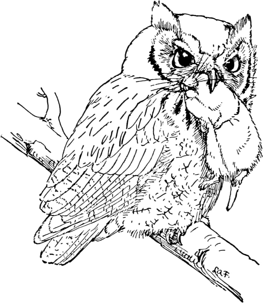 Desenho de Corujas para colorir