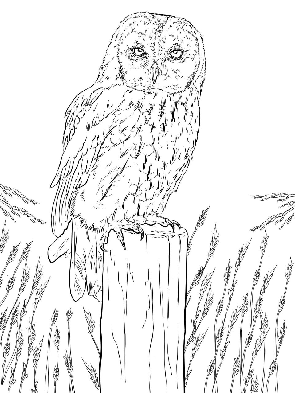 Desenho de Corujas para colorir