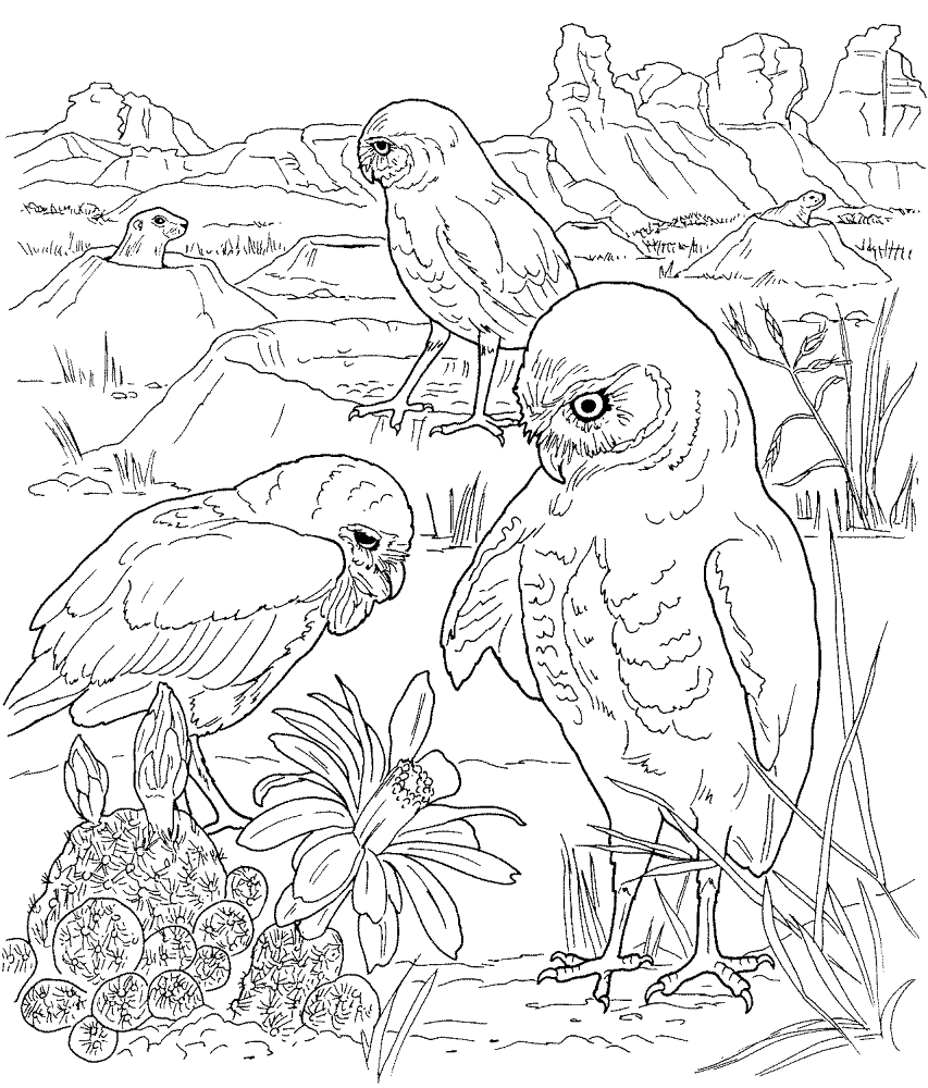 Desenho de Corujas para colorir