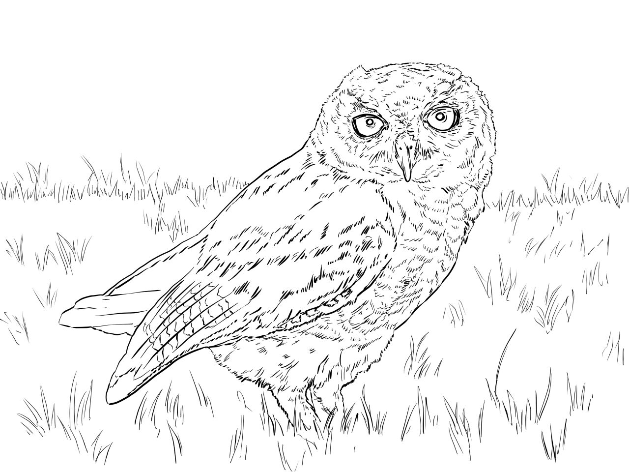 Desenho de Corujas para colorir