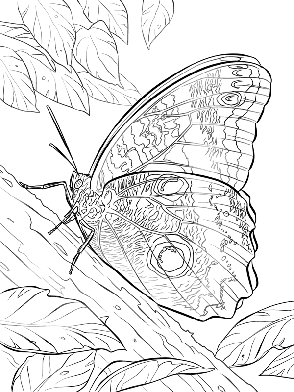 Desenho de Corujas para colorir