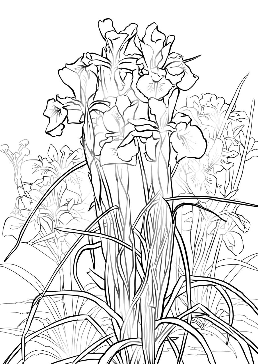 Desenho de Decorativo para colorir e imprimir: número 20