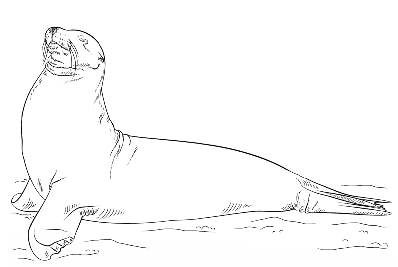 Desenho de Desenhos de Animais Marinhos para Colorir para colorir e imprimir: número 2