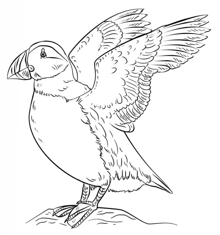 Desenho de Desenhos de Animais Marinhos para Colorir para colorir e imprimir: número 3