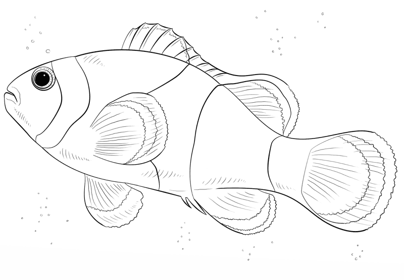 Desenho de Desenhos de Animais Marinhos para Colorir para colorir e imprimir: número 6