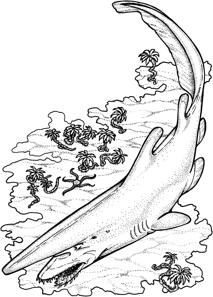 Desenho de Desenhos de Animais Marinhos para Colorir para colorir e imprimir: número 10