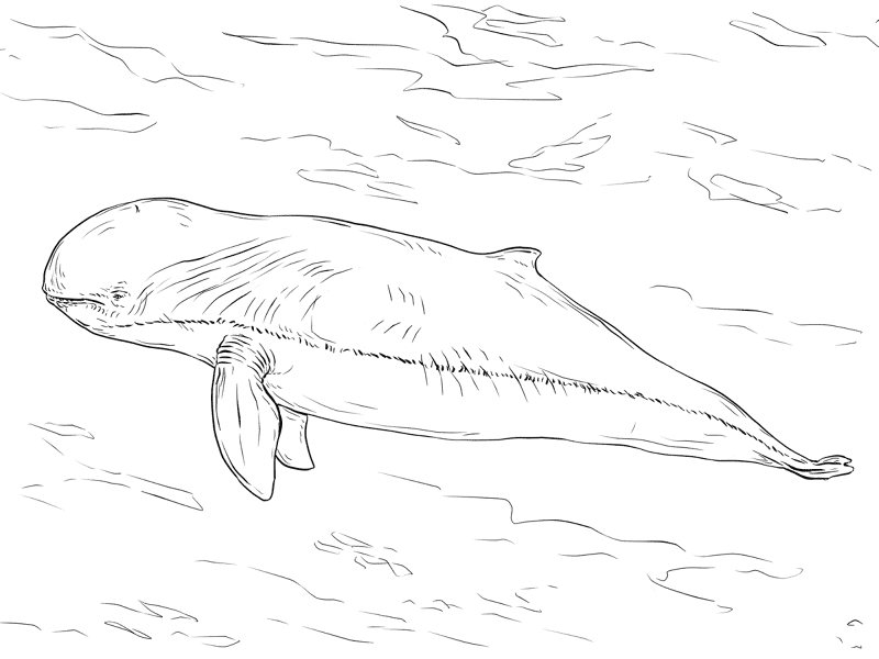 Desenho de Desenhos de Animais Marinhos para Colorir para colorir e imprimir: número 11