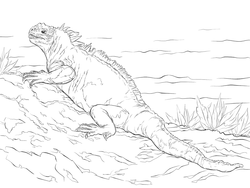 Desenho de Desenhos de Animais Marinhos para Colorir para colorir e imprimir: número 12