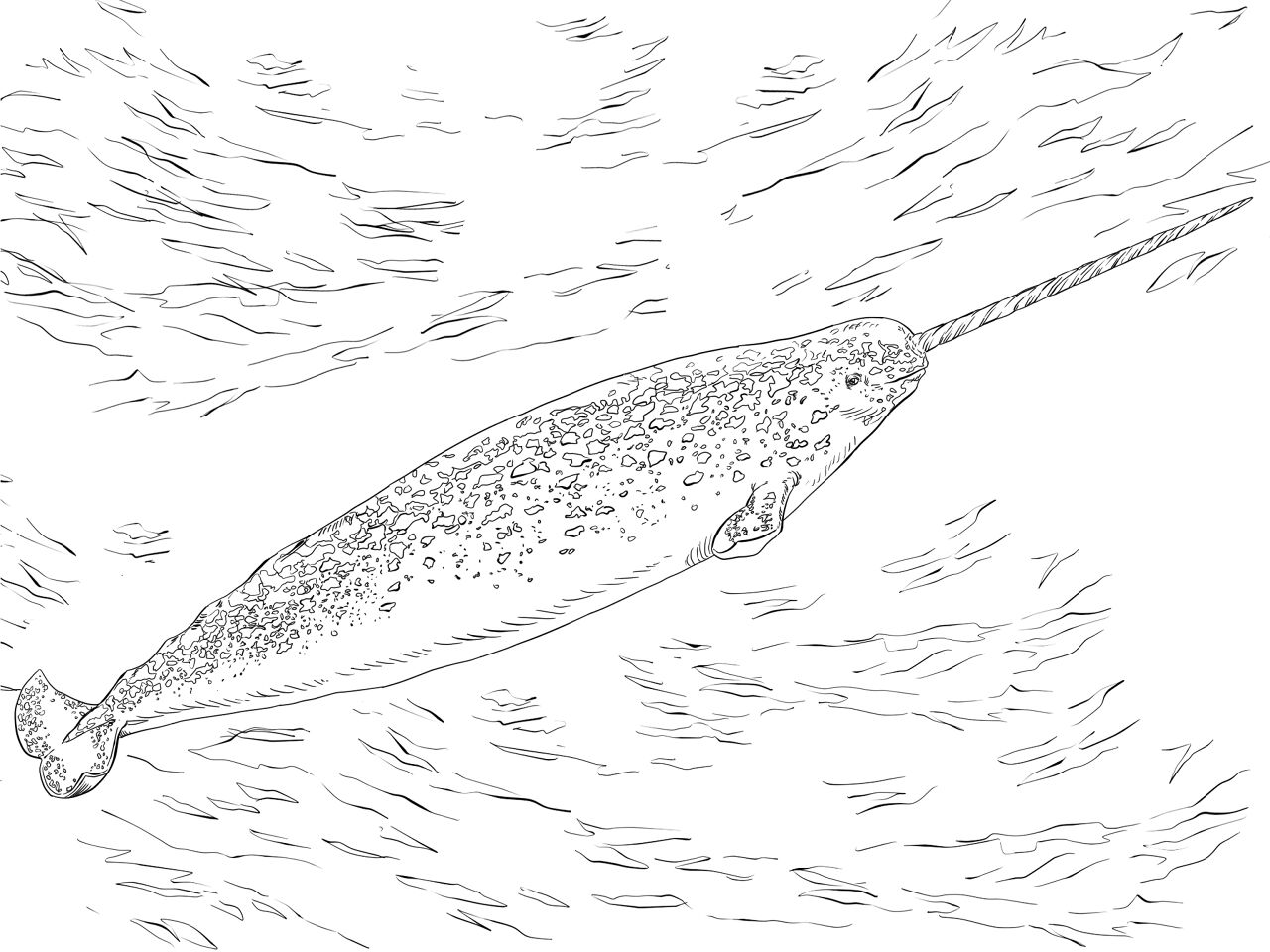 Desenho de Desenhos de Animais Marinhos para Colorir para colorir e imprimir: número 13