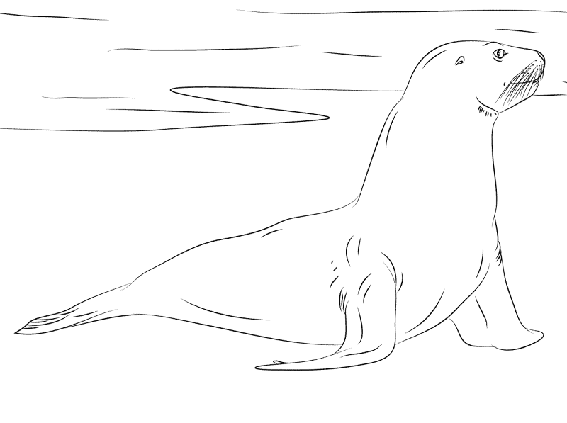 Desenho de Desenhos de Animais Marinhos para Colorir para colorir e imprimir: número 14