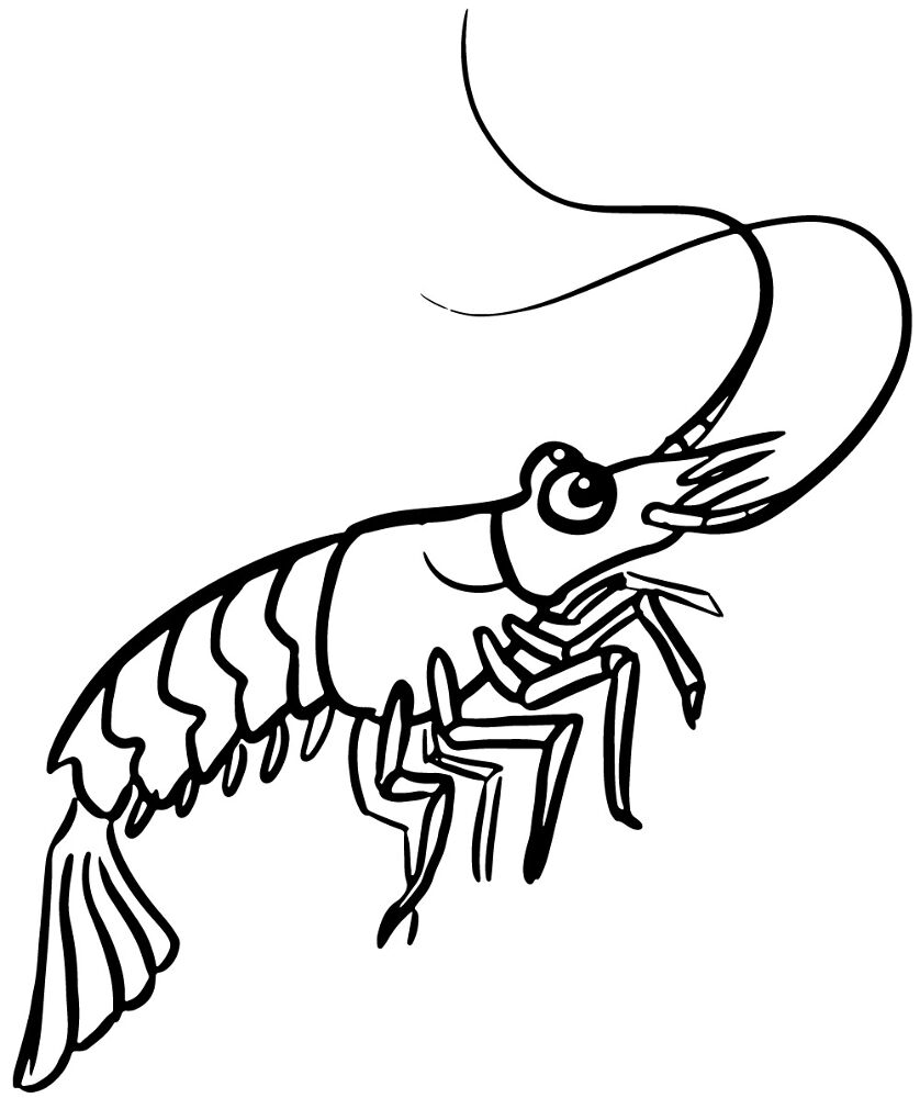 Desenho de Desenhos de Animais Marinhos para Colorir para colorir e imprimir: número 28