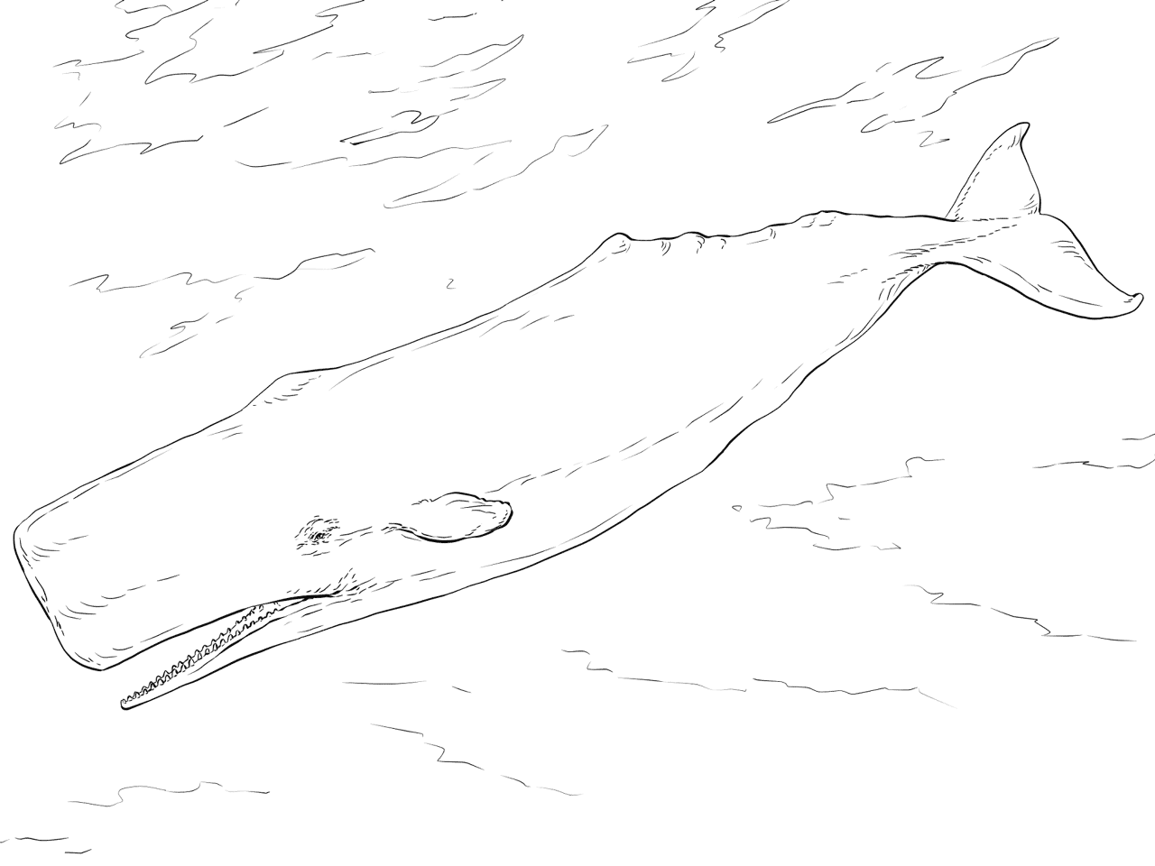 Desenho de Desenhos de Animais Marinhos para Colorir para colorir e imprimir: número 29