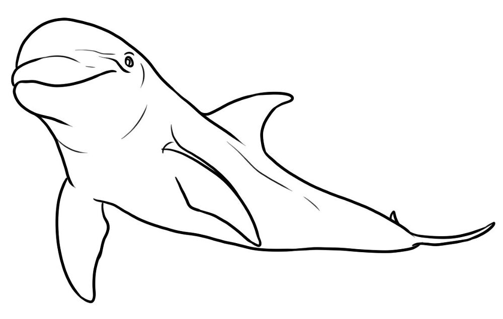 Desenho de Desenhos de Animais Marinhos para Colorir para colorir e imprimir: número 32