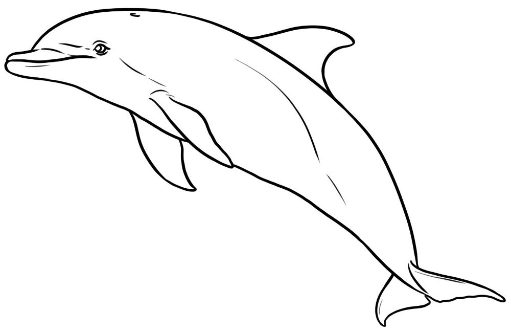 Desenho de Desenhos de Animais Marinhos para Colorir para colorir e imprimir: número 33
