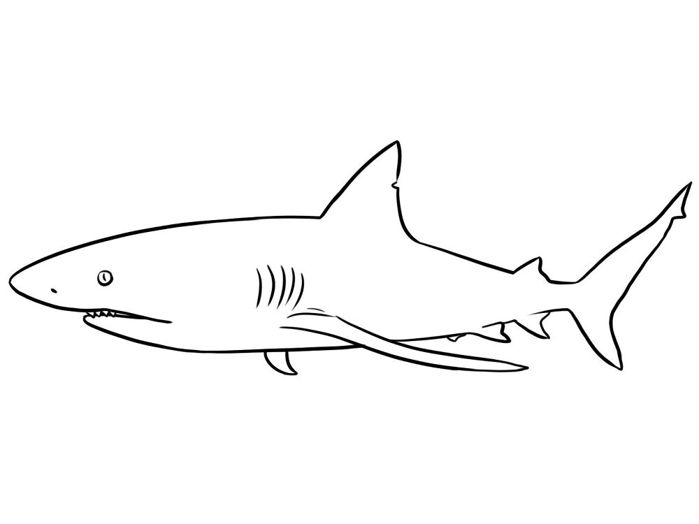Desenho de Desenhos de Animais Marinhos para Colorir para colorir e imprimir: número 35