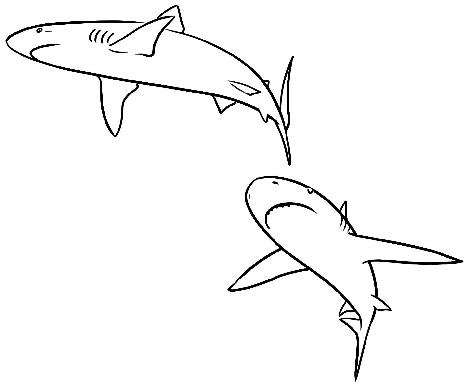 Desenho de Desenhos de Animais Marinhos para Colorir para colorir e imprimir: número 38