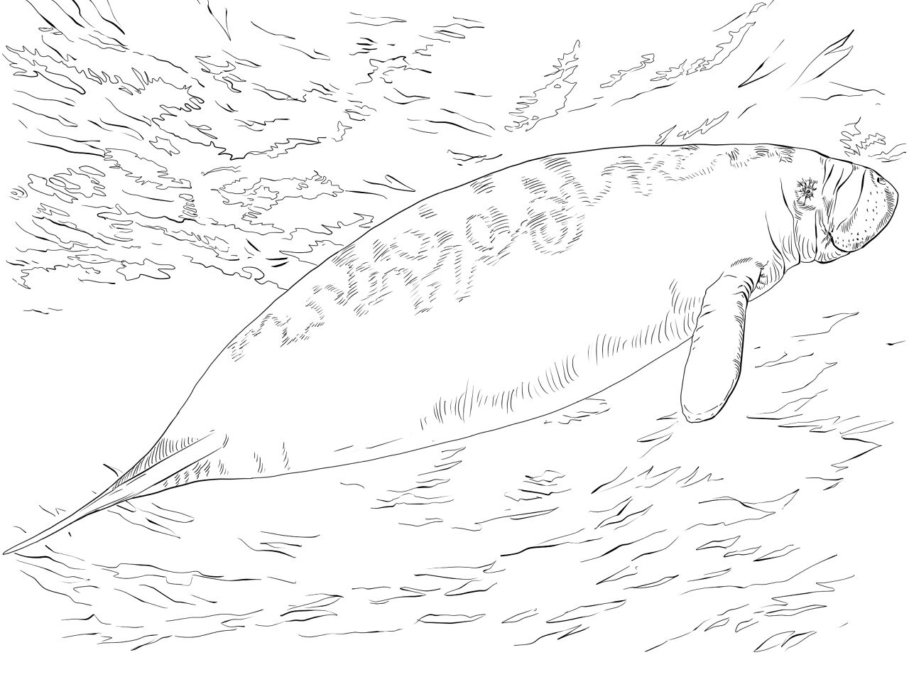 Desenho de Desenhos de Animais Marinhos para Colorir para colorir e imprimir: número 39