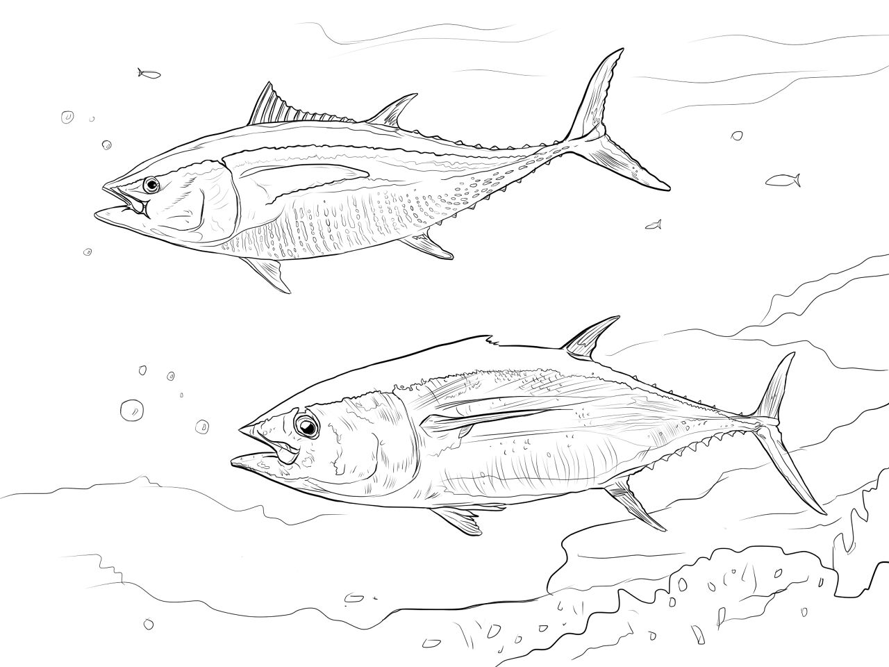 Desenho de Desenhos de Animais Marinhos para Colorir para colorir e imprimir: número 40