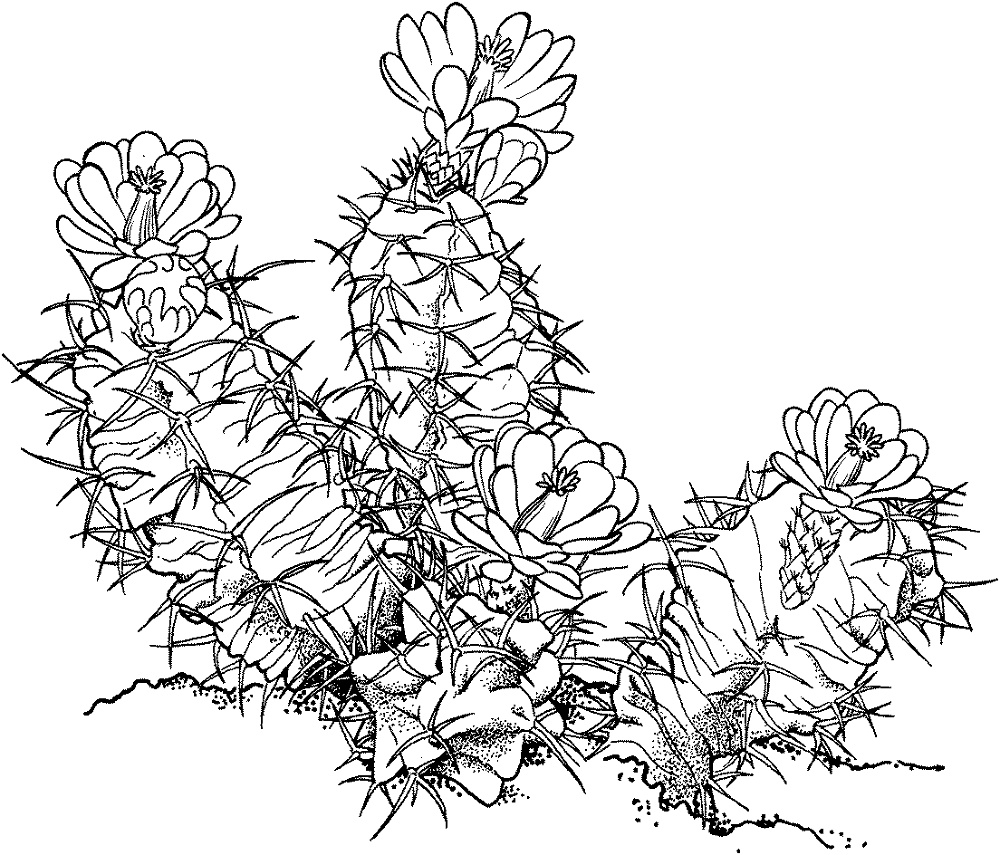 Desenho de Deserto para colorir e imprimir: número 11