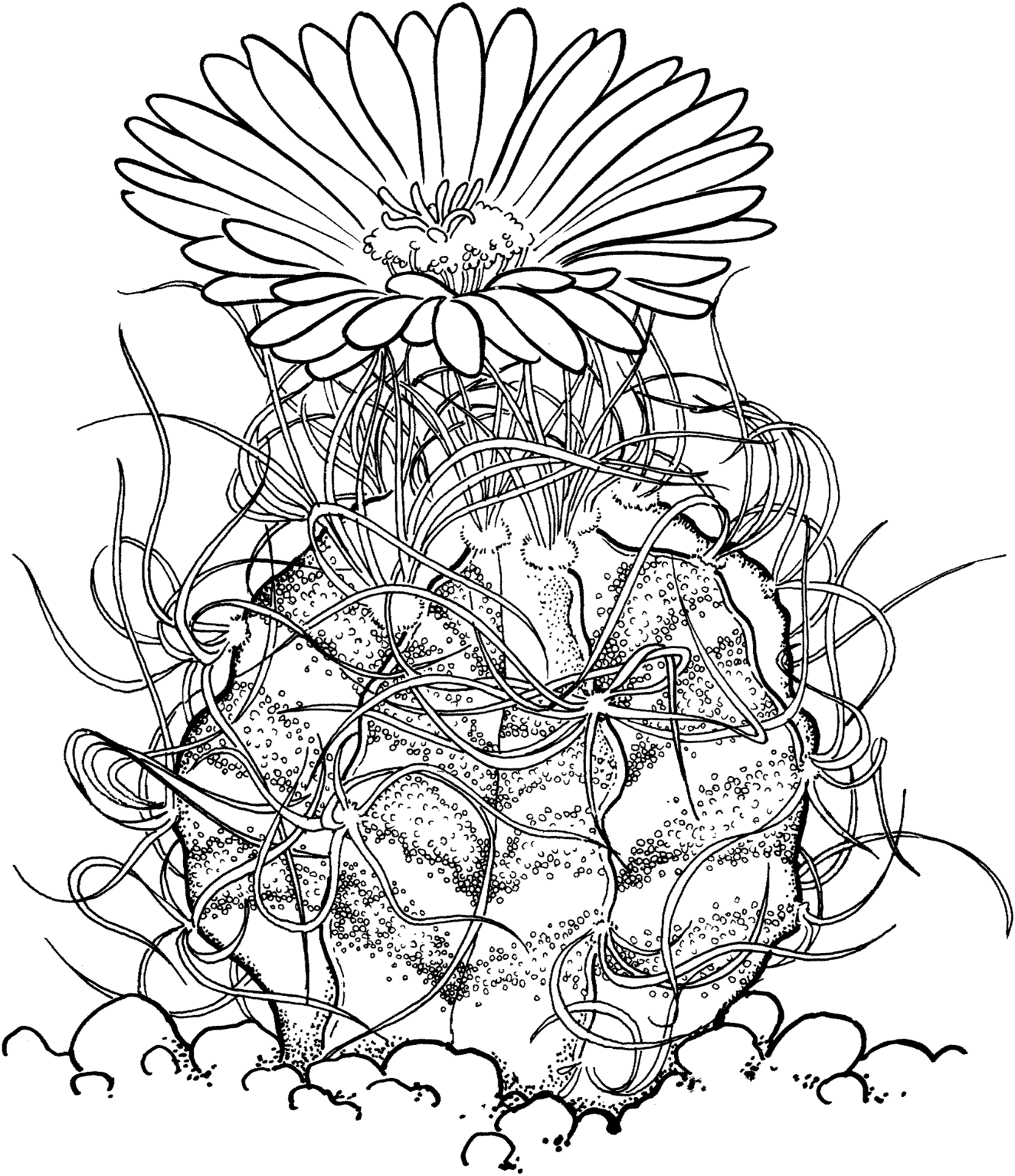 Desenho de Deserto para colorir e imprimir: número 12