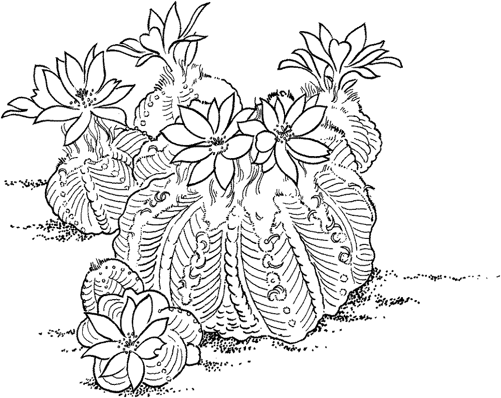Desenho de Deserto para colorir e imprimir: número 13