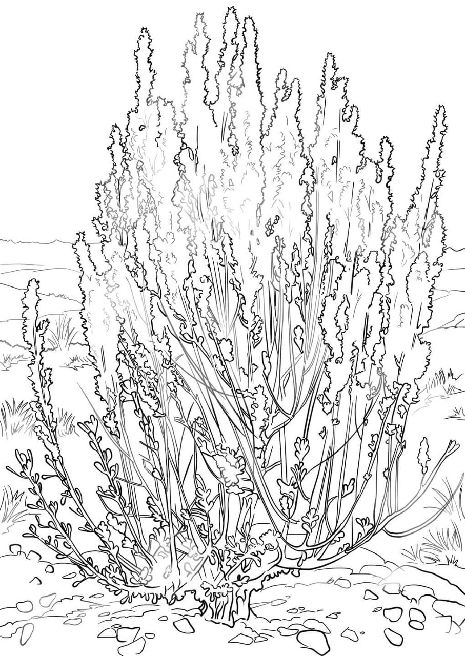 Desenho de Deserto para colorir e imprimir: número 16