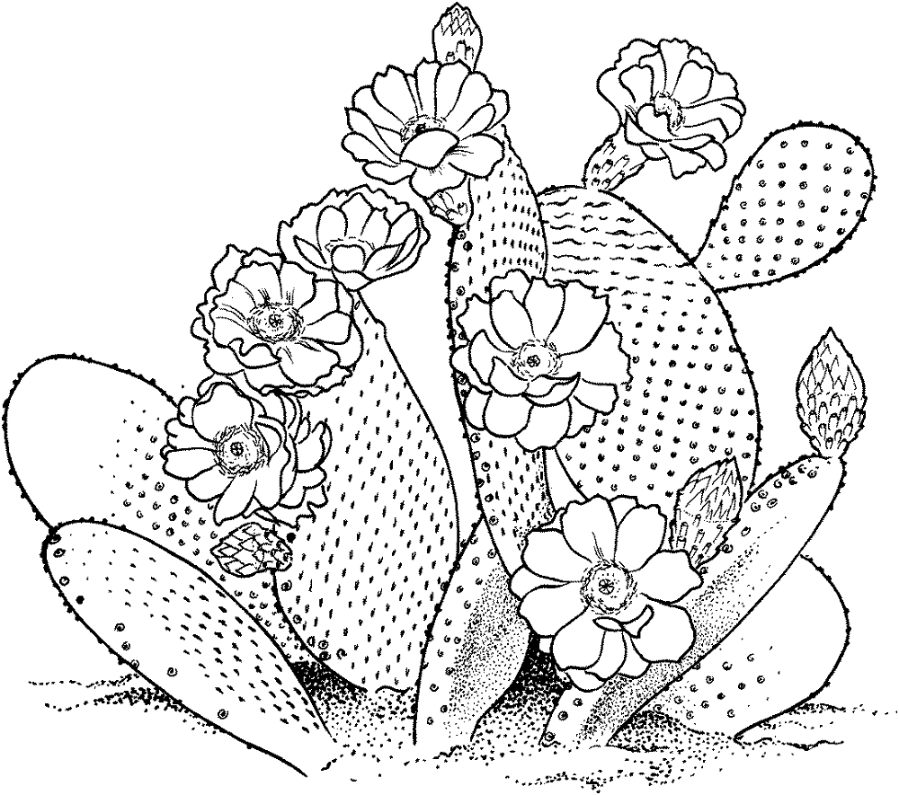 Desenho de Deserto para colorir e imprimir: número 17