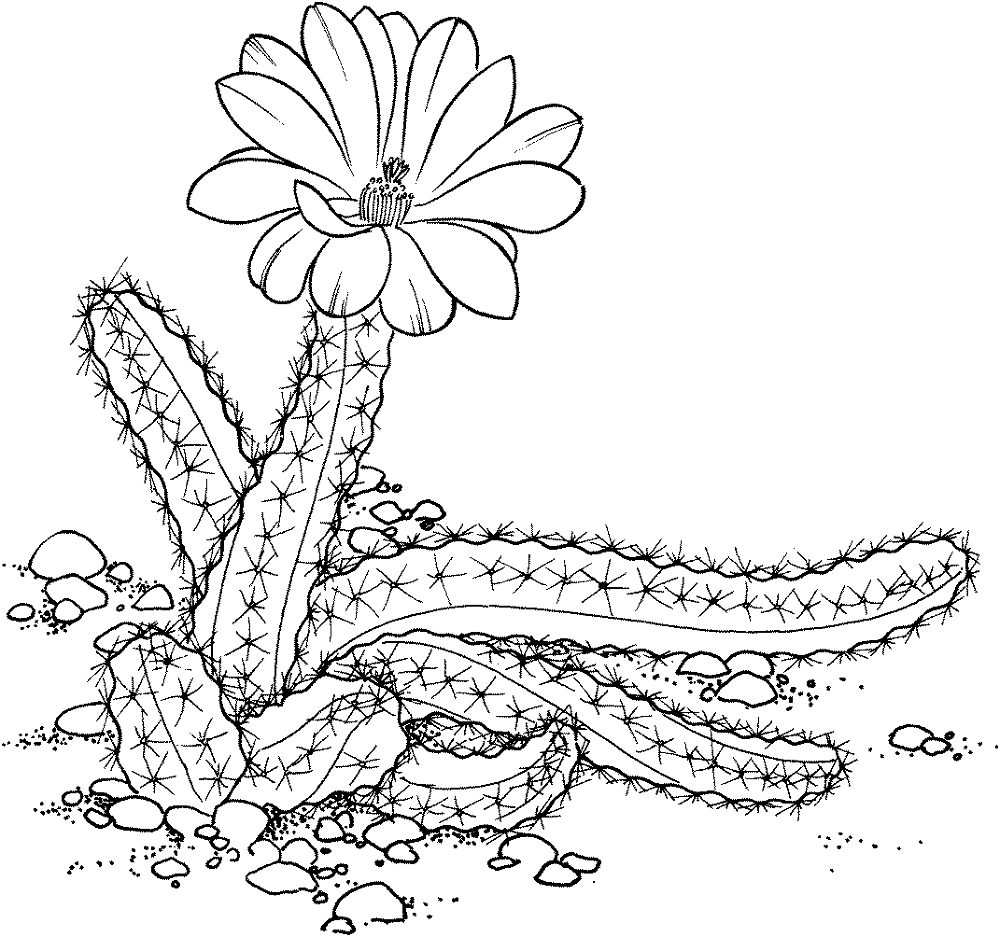 Desenho de Deserto para colorir e imprimir: número 18